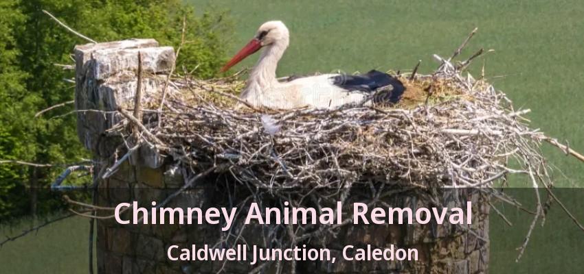 Chimney Animal Removal Caldwell Junction, Caledon - ON