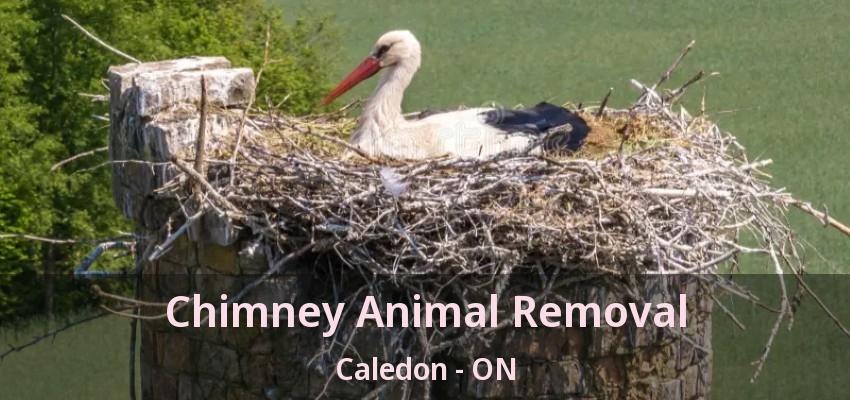 Chimney Animal Removal Caledon - ON