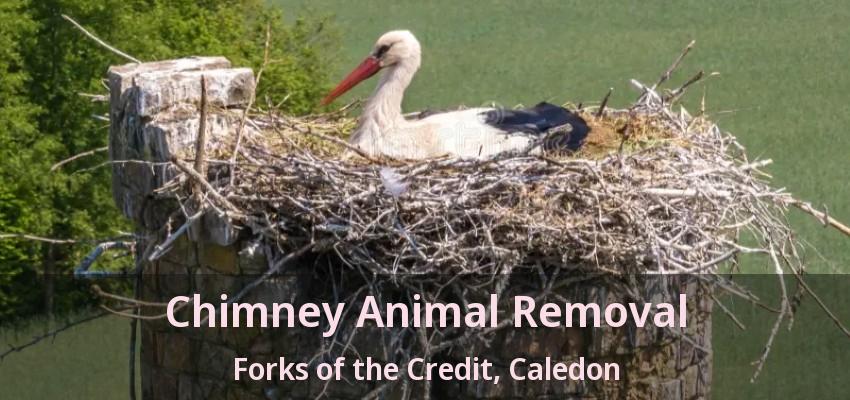 Chimney Animal Removal Forks of the Credit, Caledon - ON