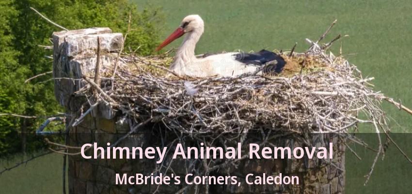 Chimney Animal Removal McBride's Corners, Caledon - ON