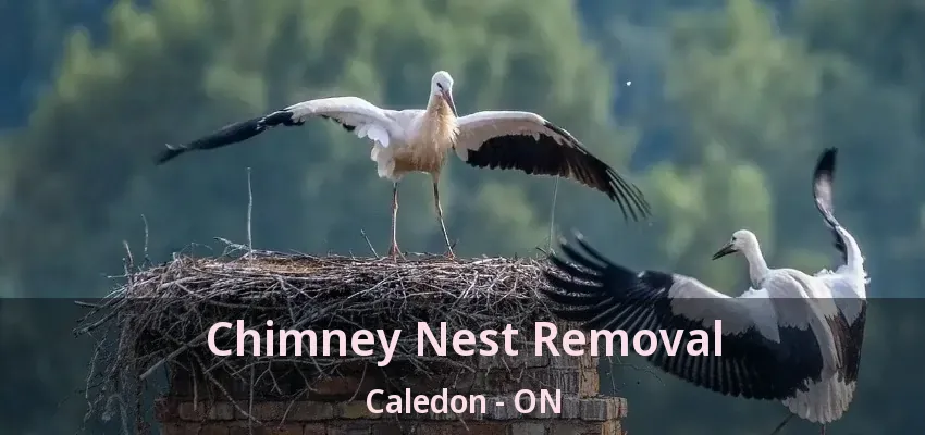 Chimney Nest Removal Caledon - ON