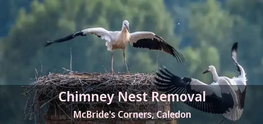 Chimney Nest Removal McBride's Corners, Caledon - ON
