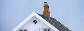 Chimney Nest Removal Caledon